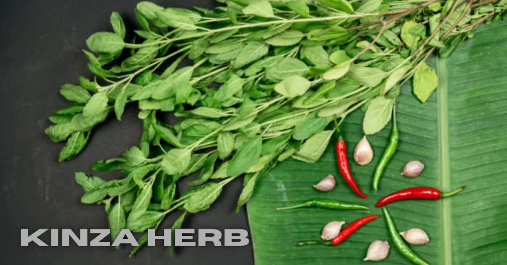 kinza herb