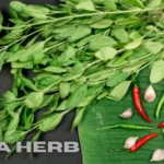 Kinza Herb: A Staple Spicy Green for Global Cuisine